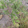 Ziziphus mucronata subsp. rhodesica